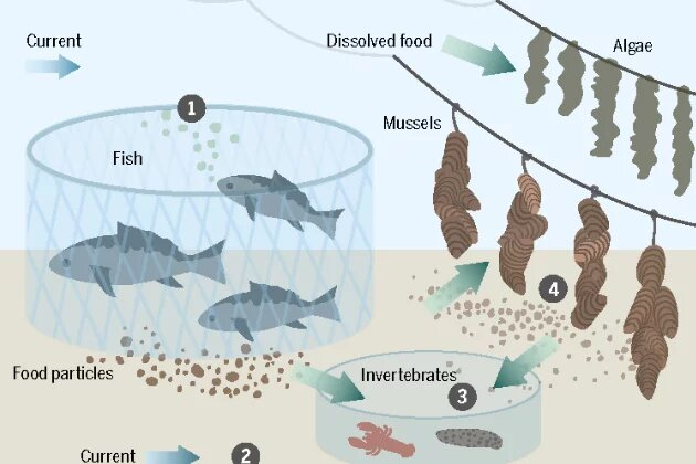 What is Fish Farming?