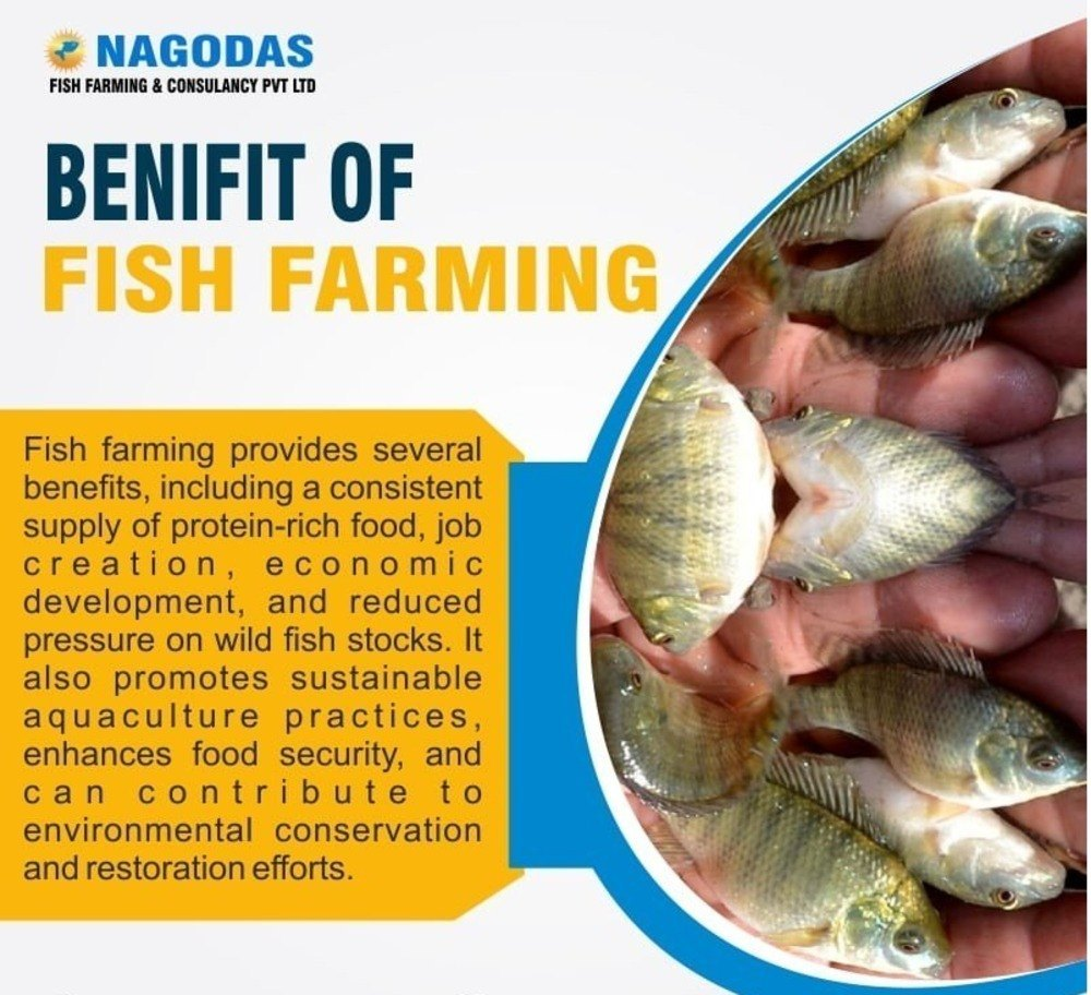 Benefits of Biofloc Fish Farming