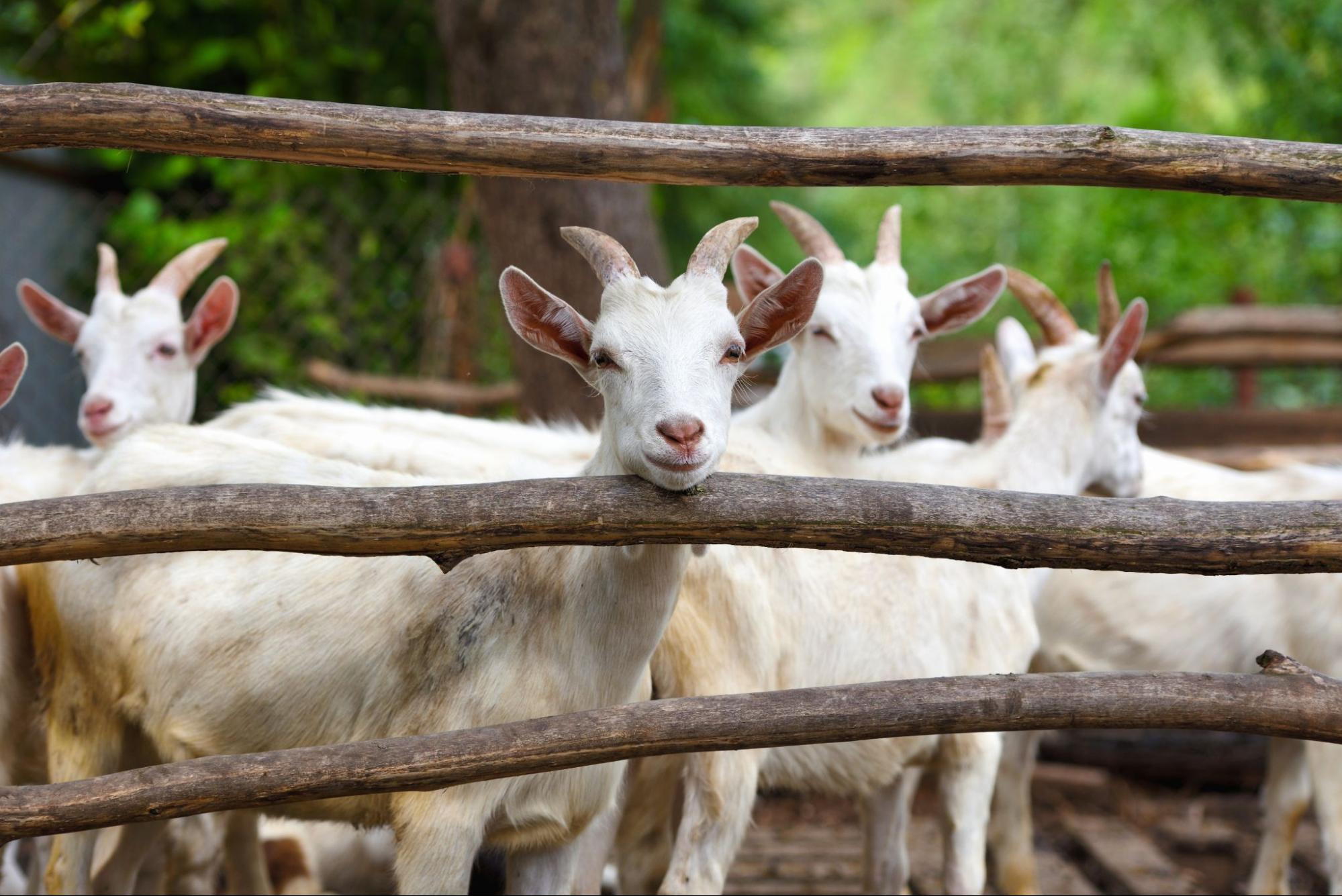 types of goat farming